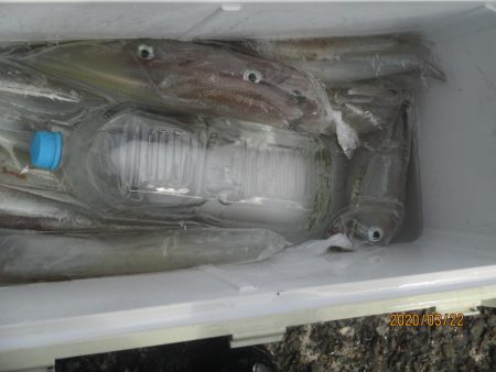 ヤリイカ　20～35杯　釣れたよ(^O^)…